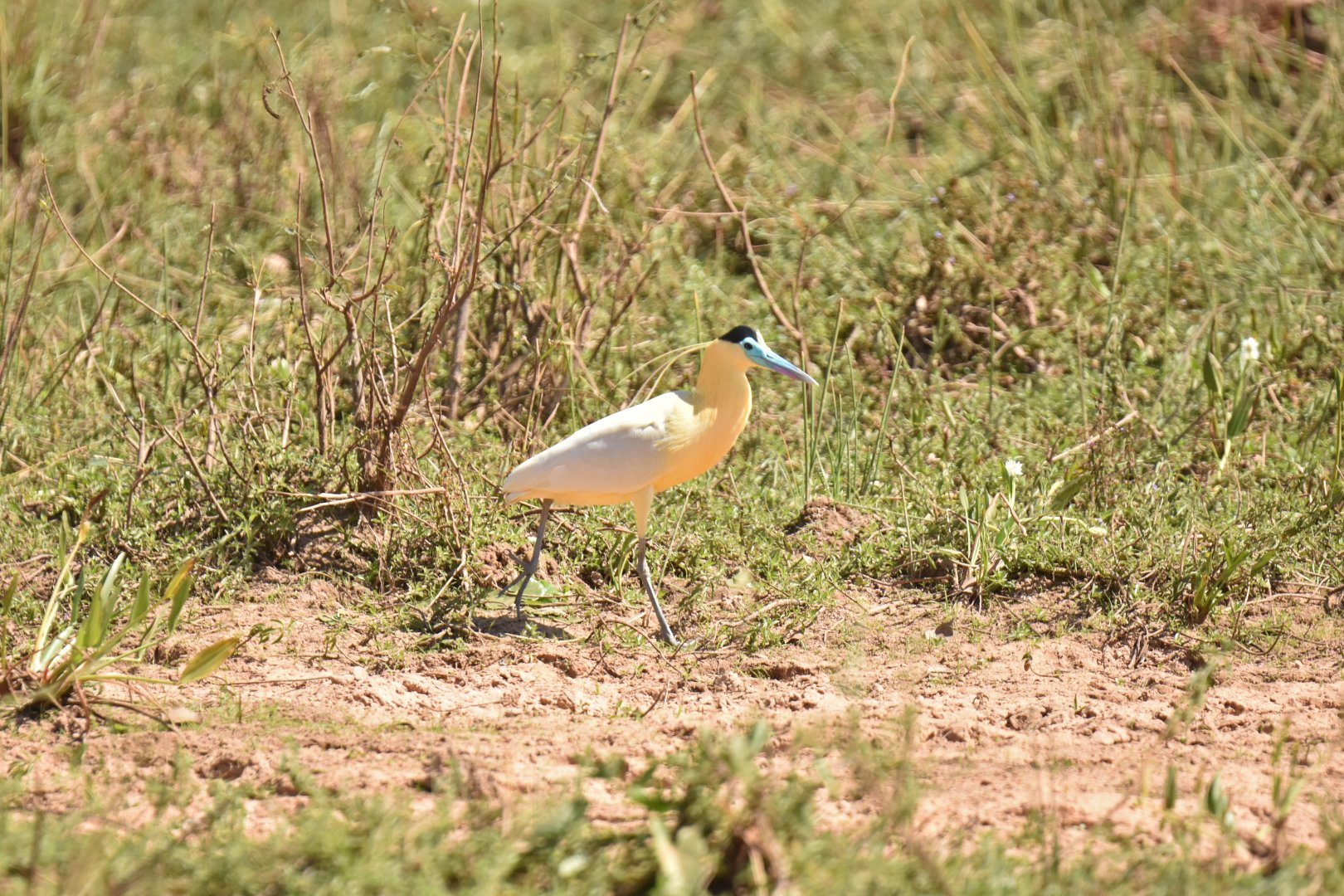 Capped Heron (Pilherodius pileatus)