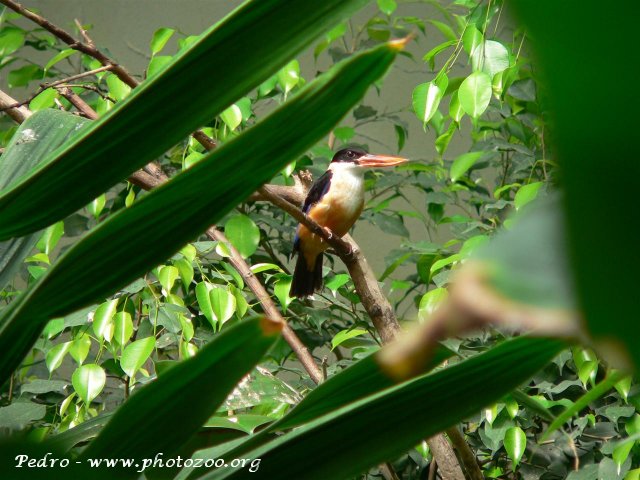 Capped kingfisher (Halcyon pileatus)