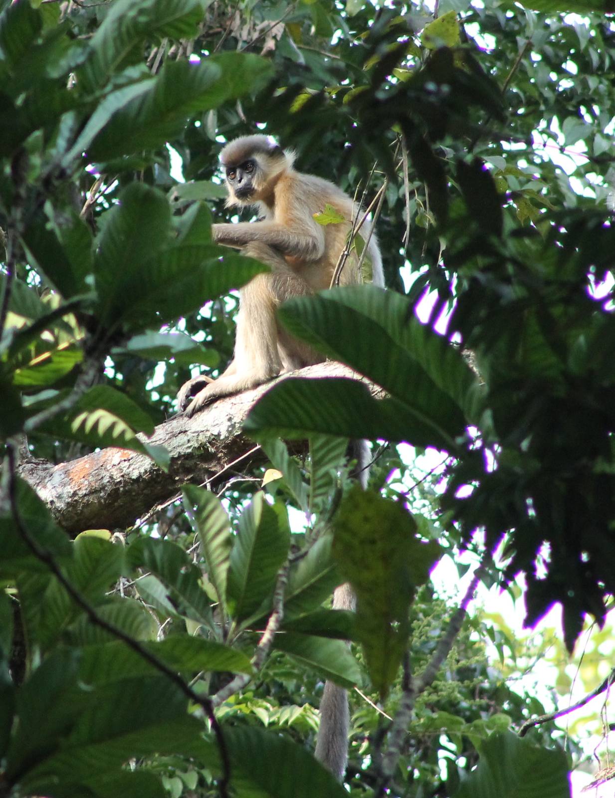 Capped Langur (Trachypithecus pileatus)
