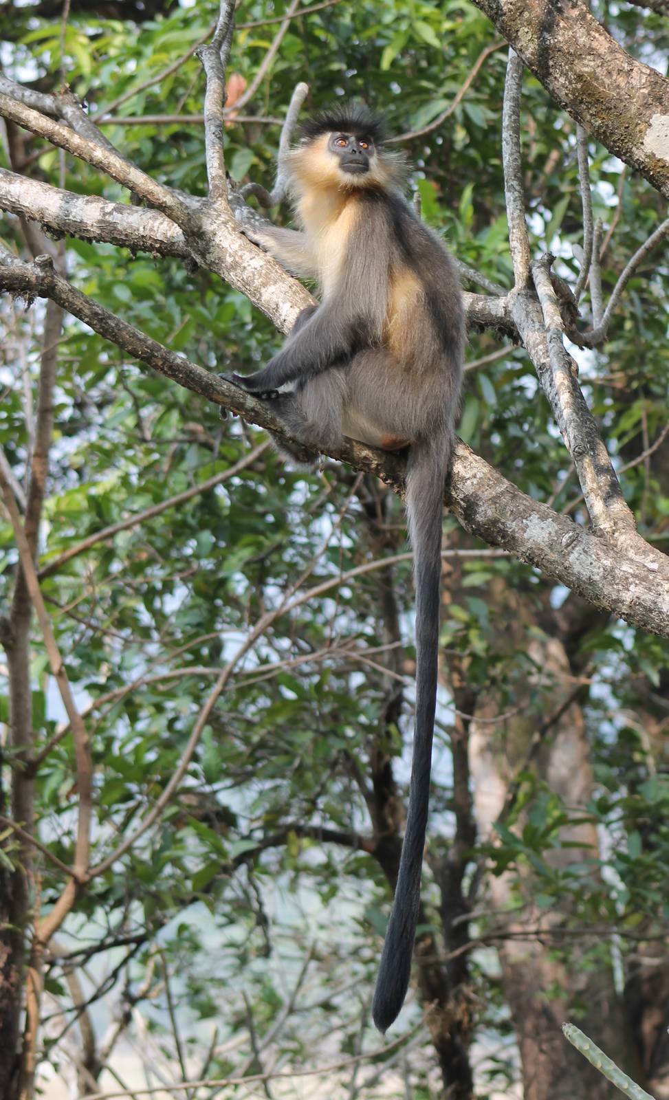 Capped Langur (Trachypithecus pileatus)