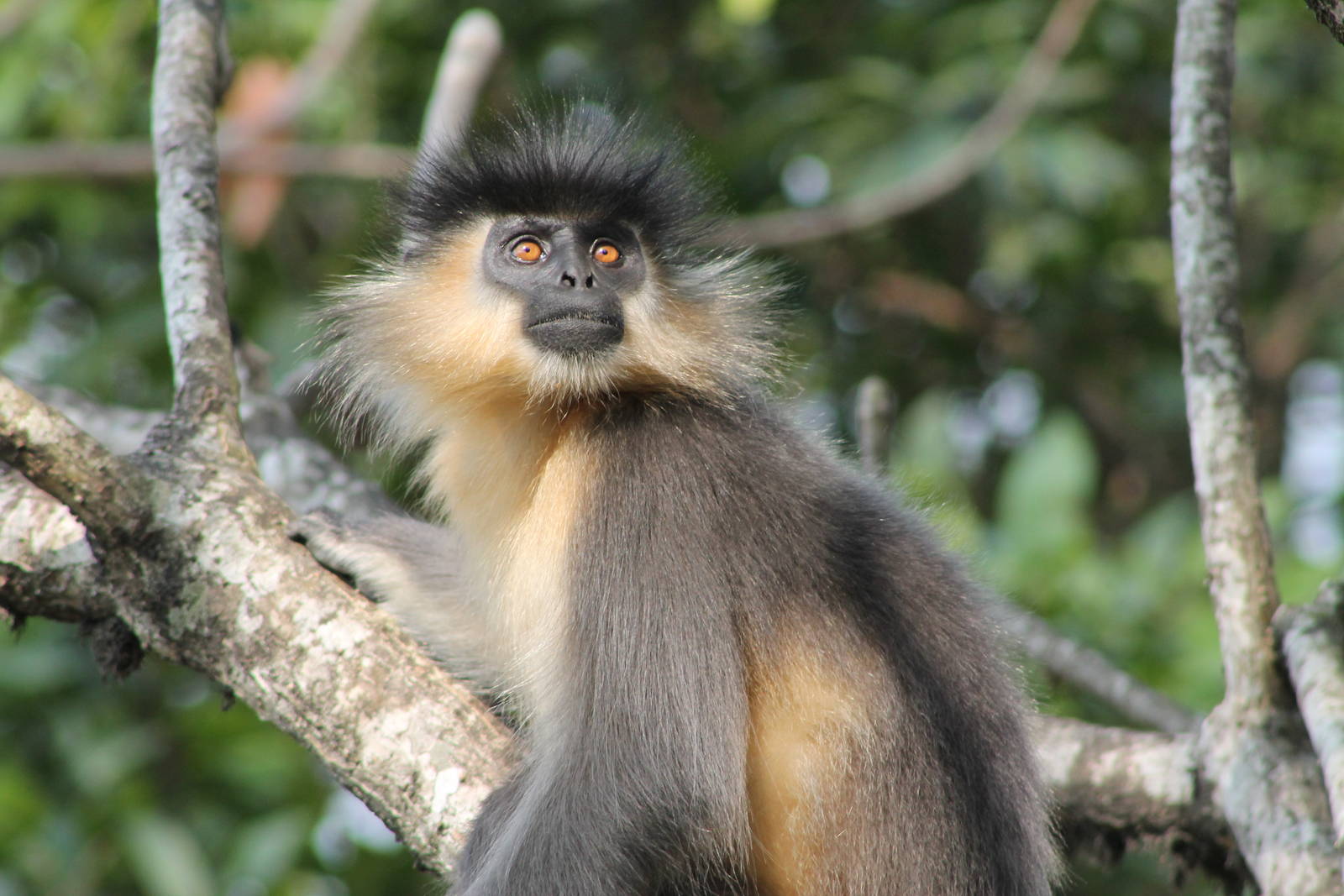 Capped Langur (Trachypithecus pileatus)