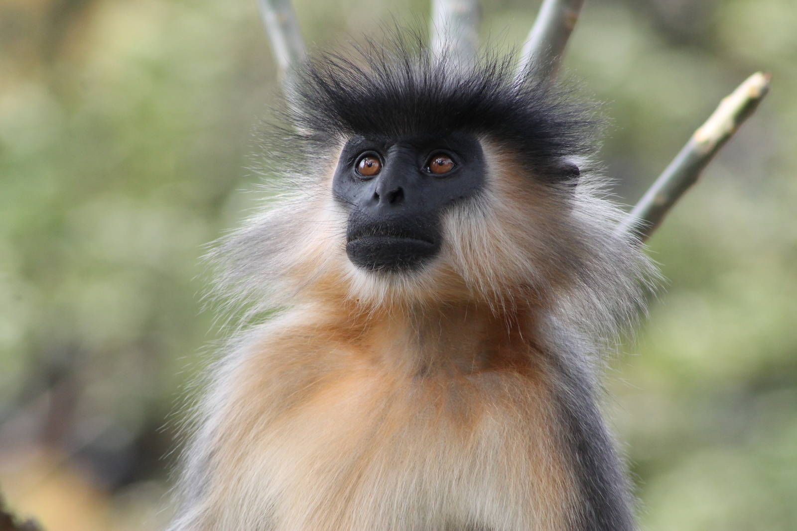 Capped Langur (Trachypithecus pileatus)