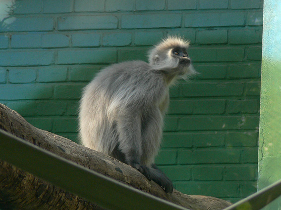 capped langur