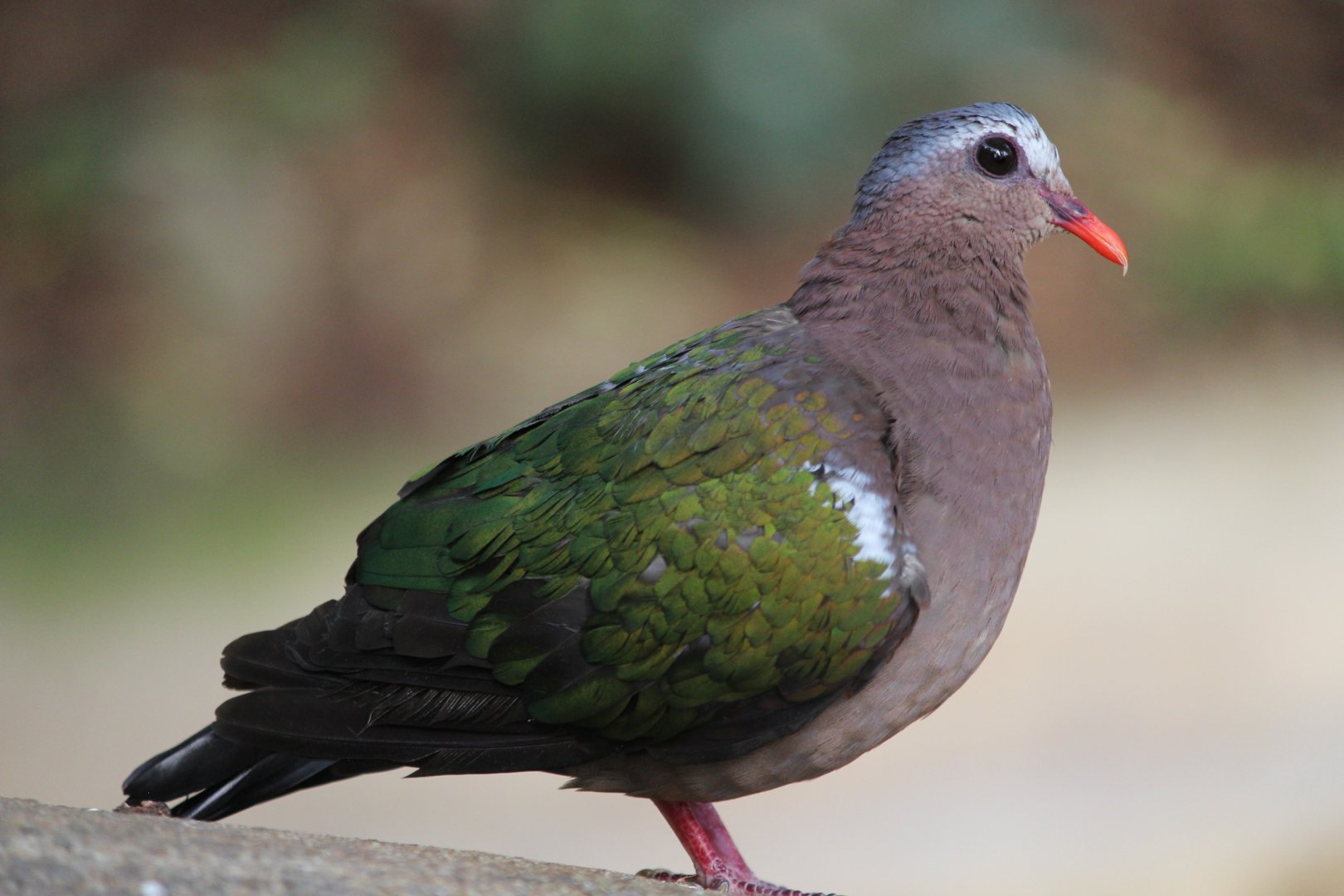 Capped Pigeon at the aviary, Detroit Zoo