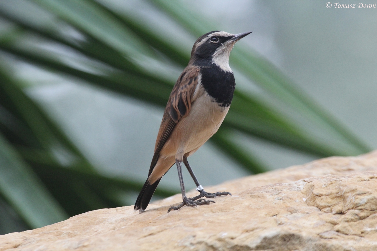 Capped Wheatear (Oenanthe pileata), August 2015