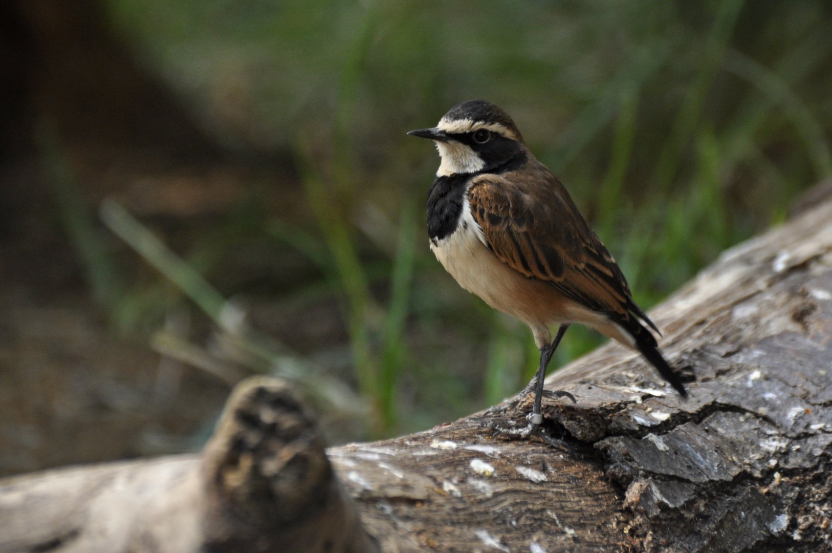 Capped wheatear (Oenanthe pileata)