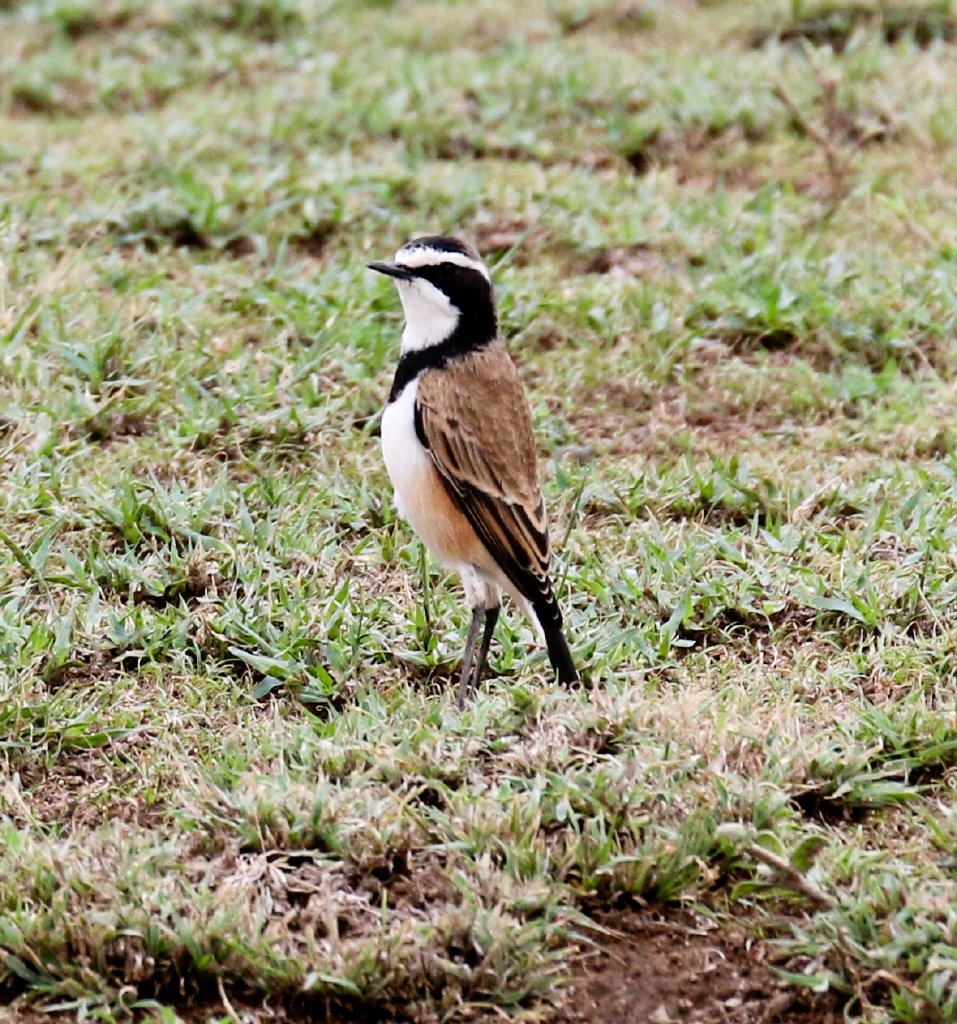 Capped Wheatear