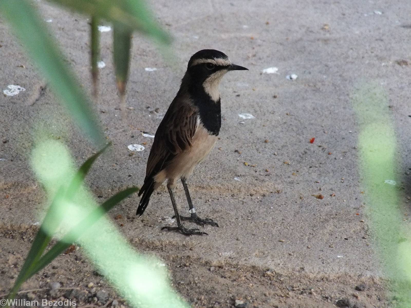 Capped Wheatear