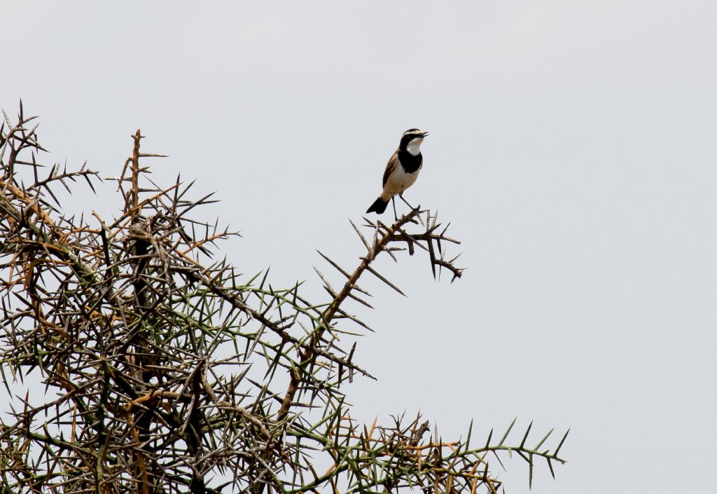 Capped Wheatear