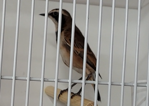 Capped wheather - Oenanthe pileata