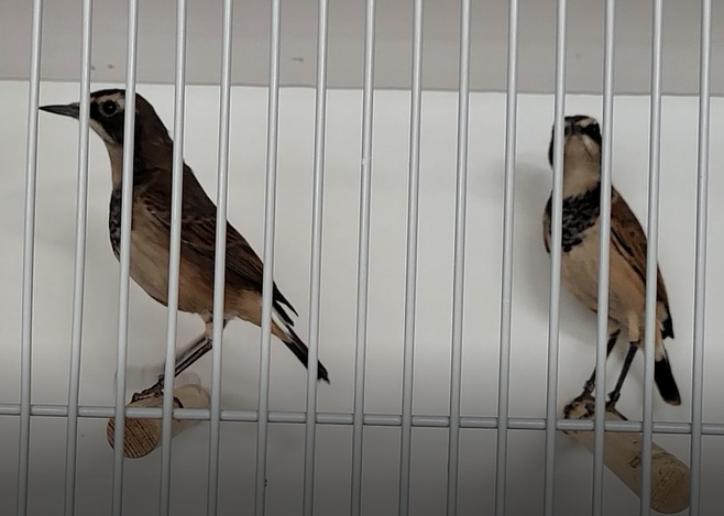 Capped wheathers - Oenanthe pileata