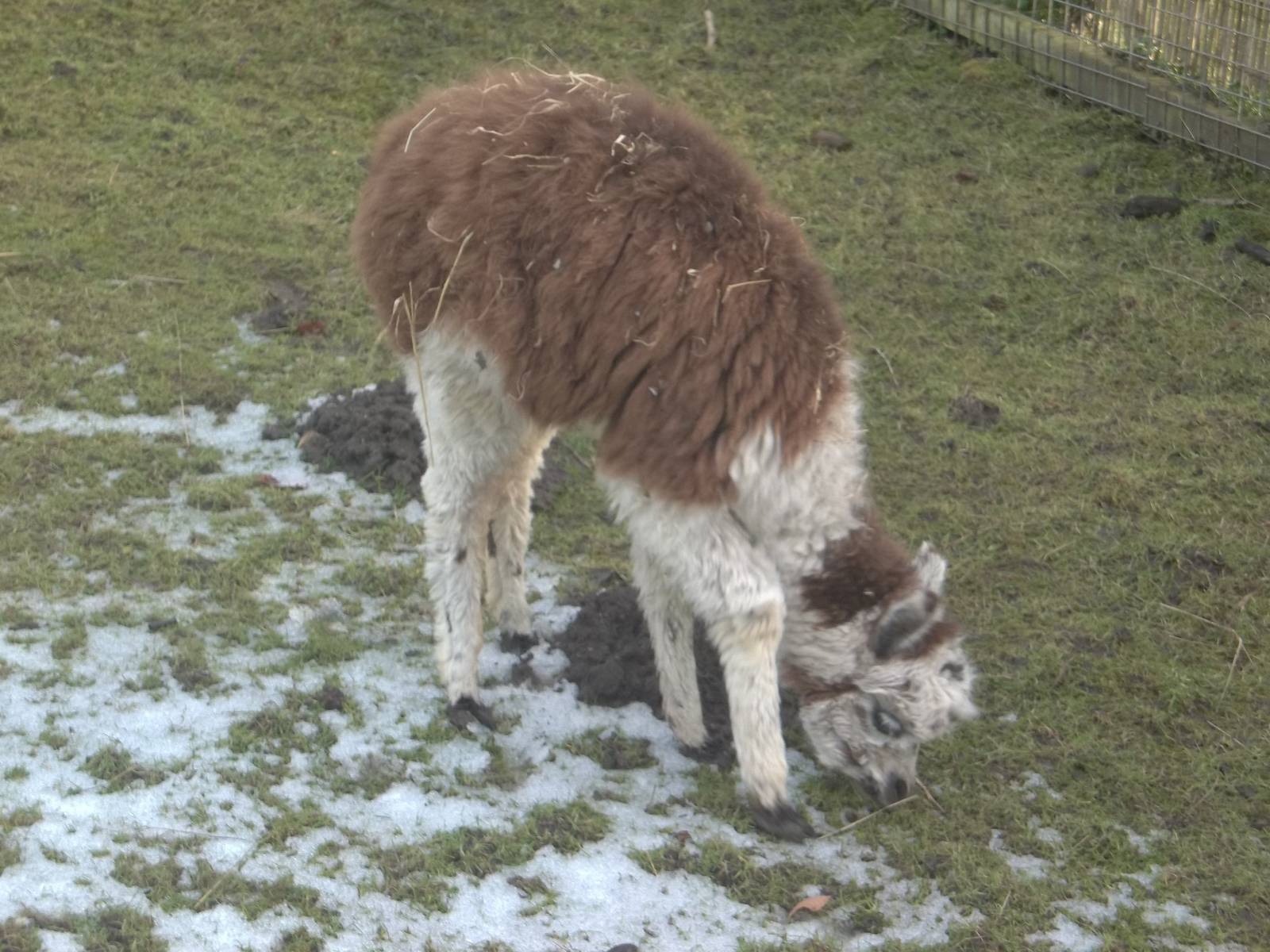 Cappuccino, 7th February 2015