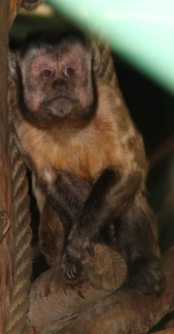 Cappuccino id different picture