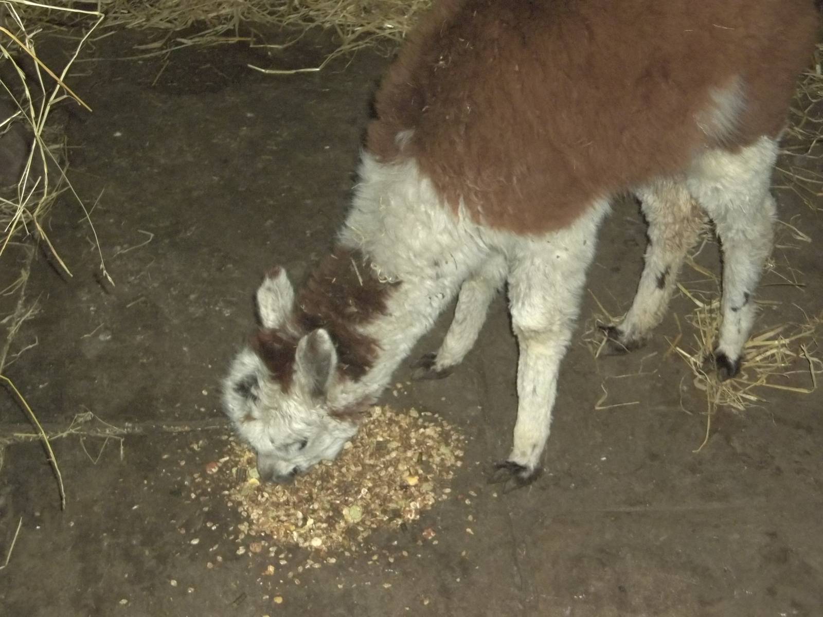 Cappuccino tucks in, 21st December 2014