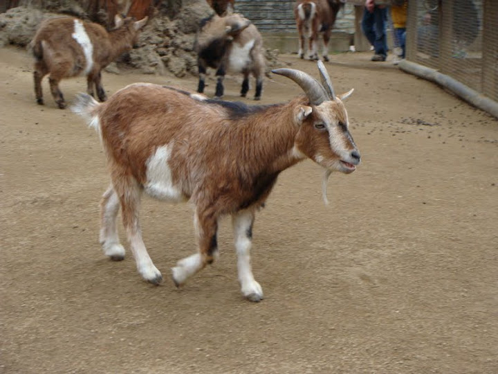 Capra aegagrus f.hircus