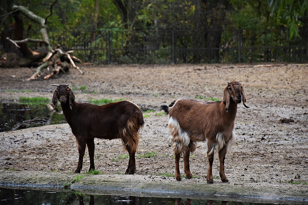 Capra aegagrus f. hircus