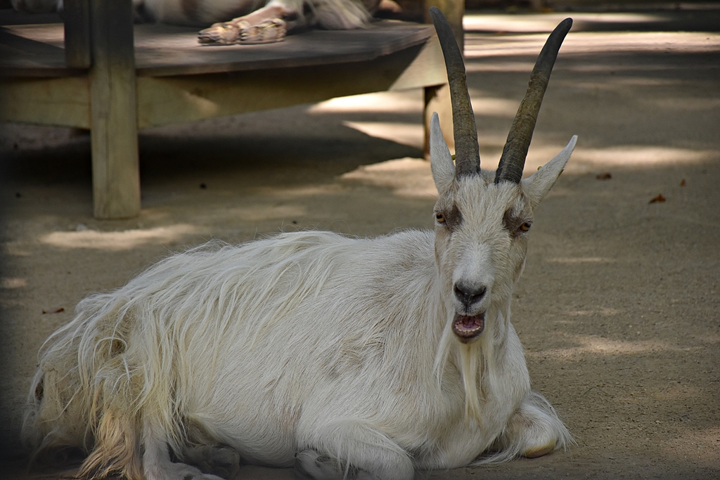 Capra aegagrus f. hircus