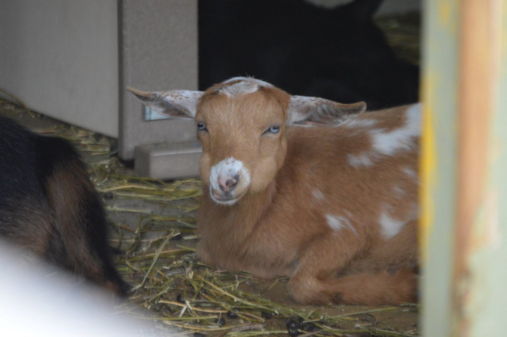 Capra aegagrus hircus kid