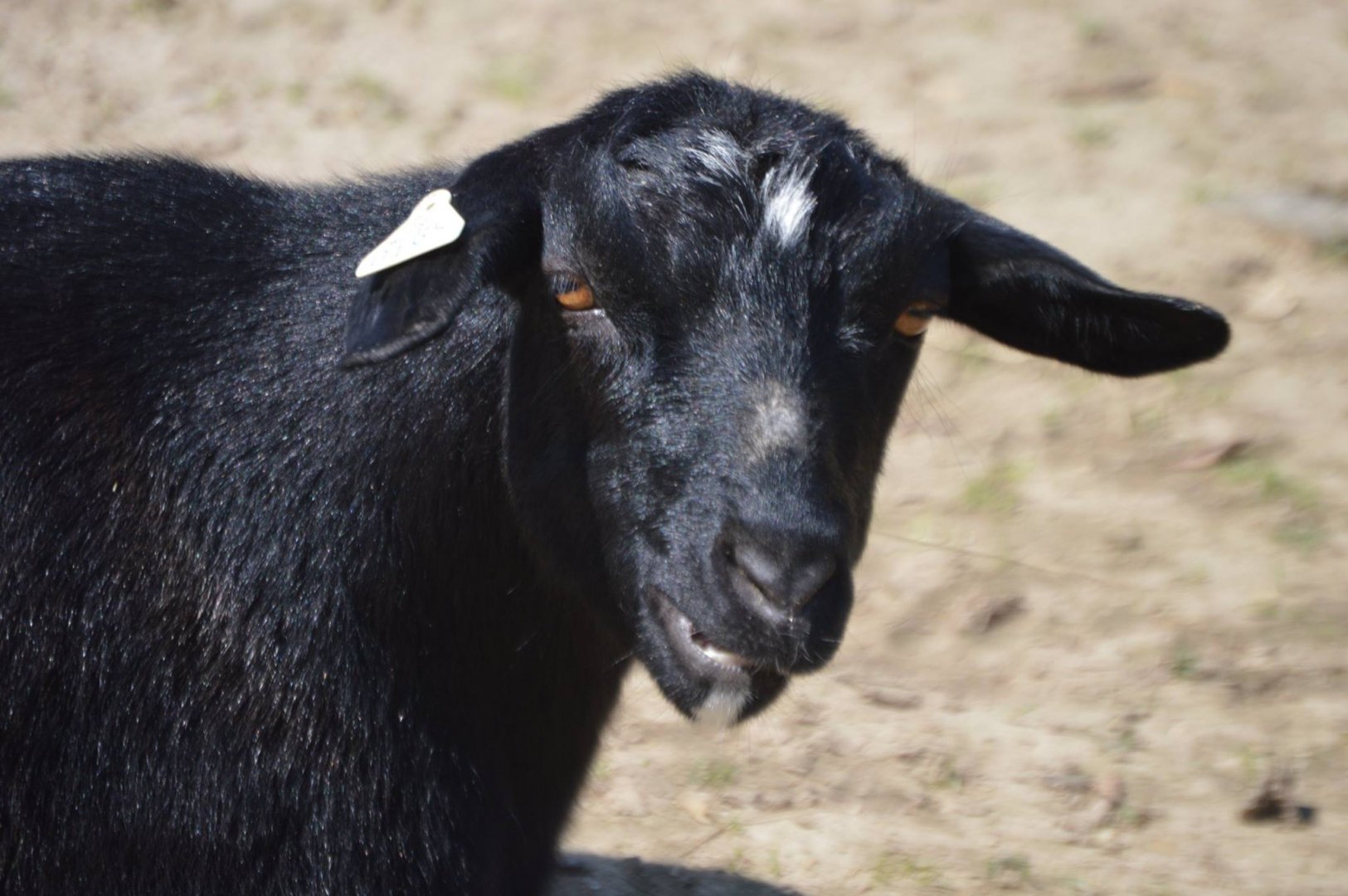 Capra aegagrus hircus - Safari Lake Geneva