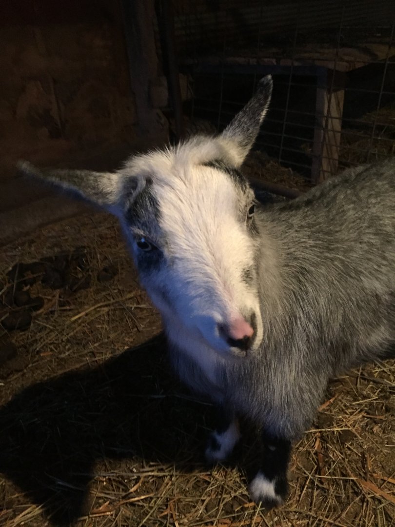 Capra Aegagrus Hircus