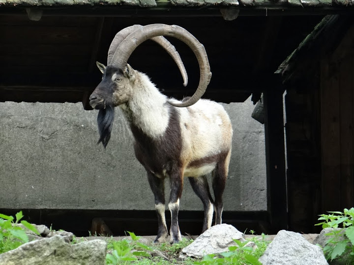 Capra hircus cretica