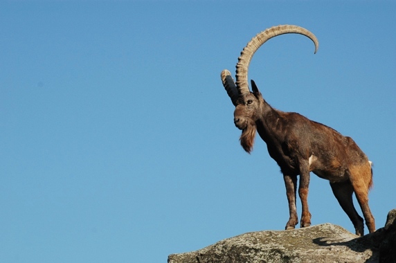 Capra siberica siberica - Siberian ibex (Wuppertal zoo)