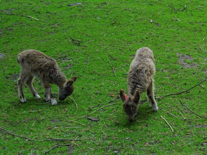 Capra sibirica- semi-detached house
