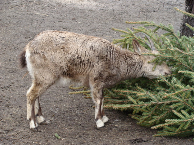 Capra sibirica