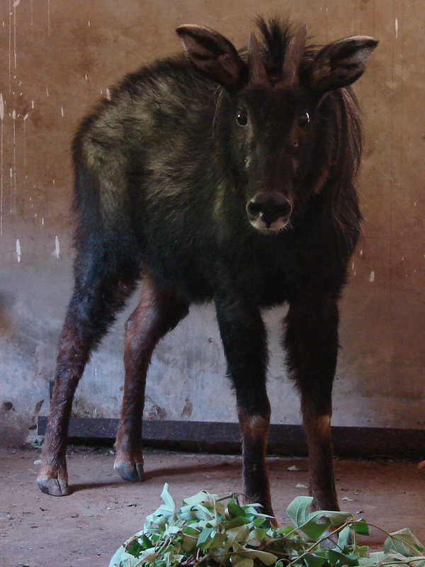 Capricornis milneedwardsii argyrochaetes / Chinese serow (female)