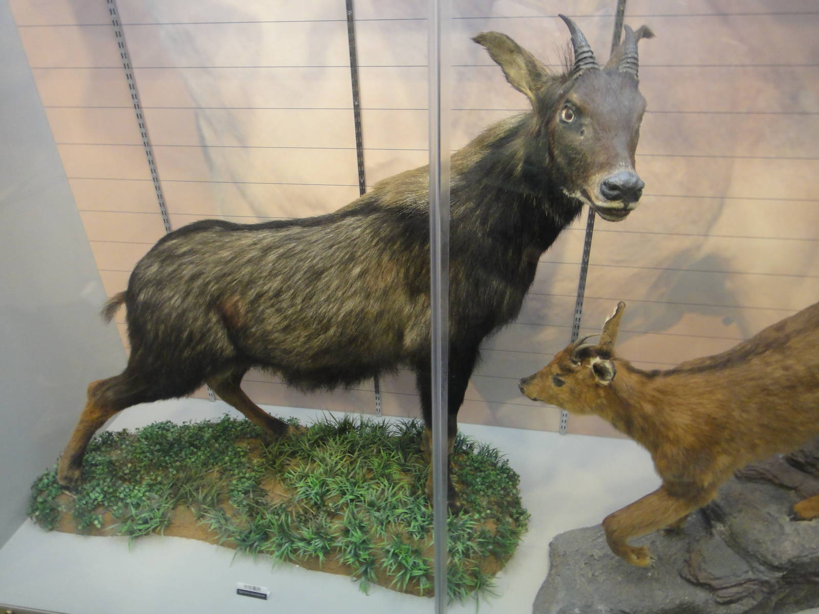 Capricornis milneedwardsii