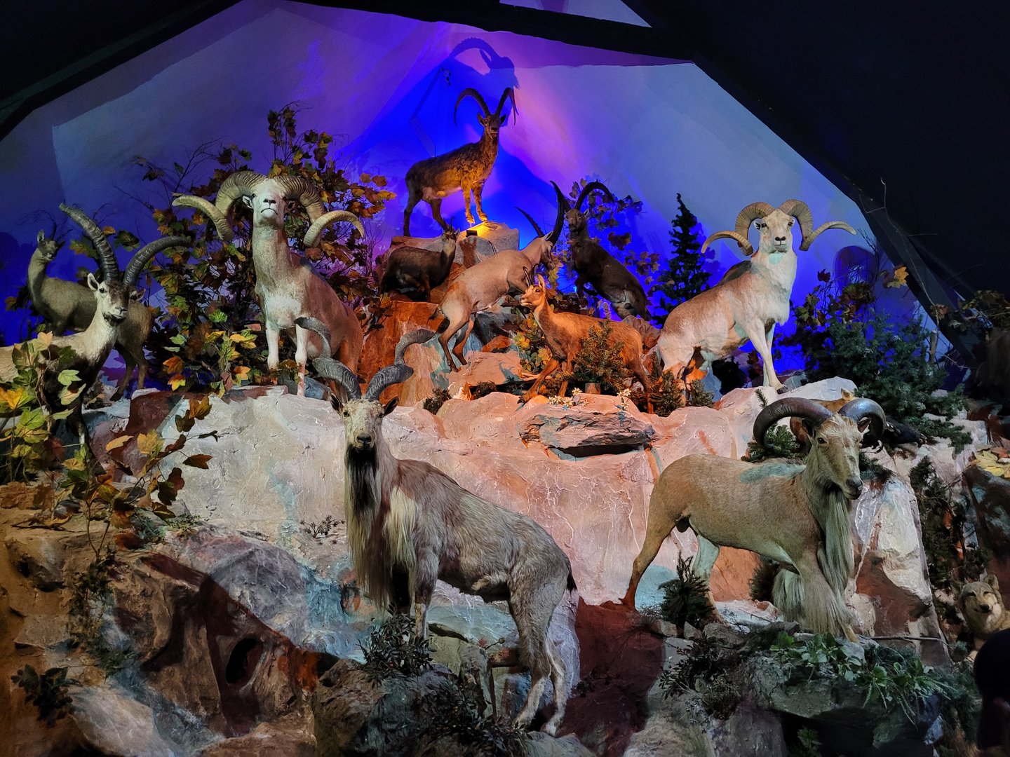 Caprid display -Parc Animalier des Pyrénées (2023)