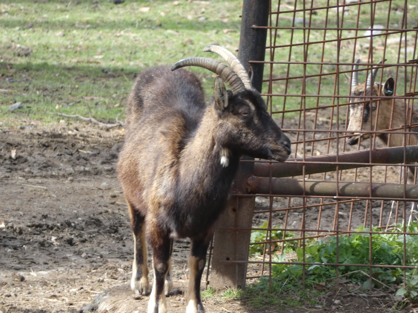 Caprid ID? - Zoo Olomouc