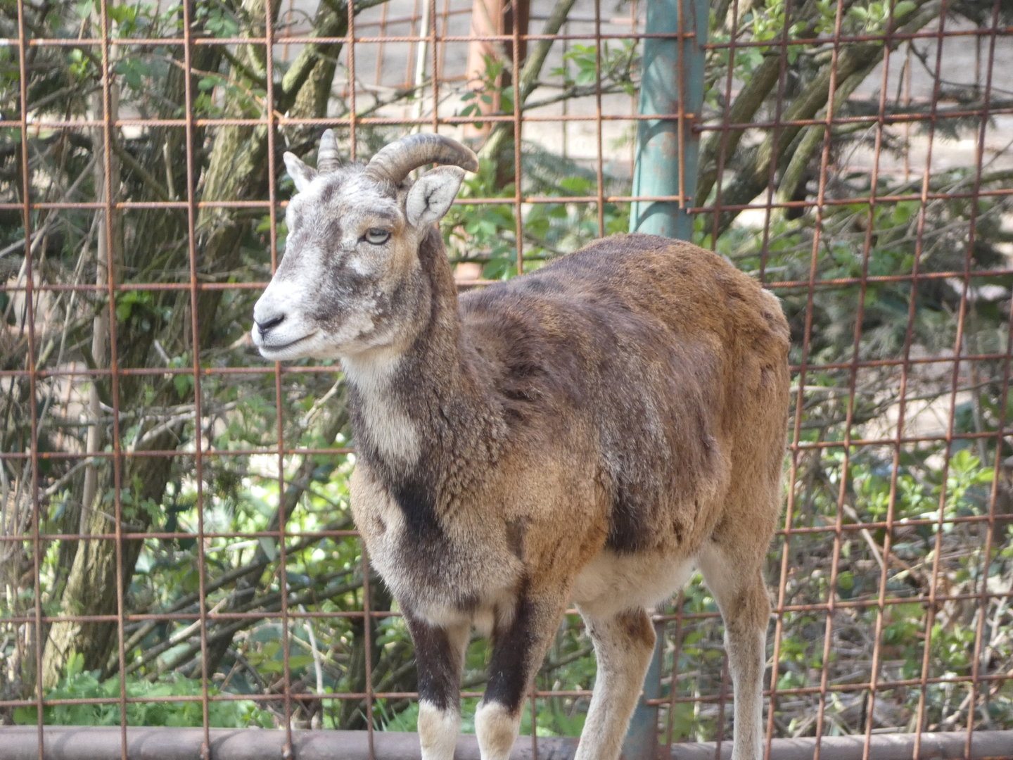 Caprid ID? - Zoo Olomouc