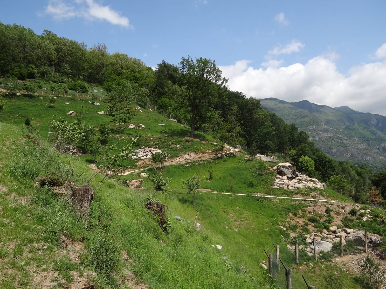 Caprid walkthrough exhibit (6 species)