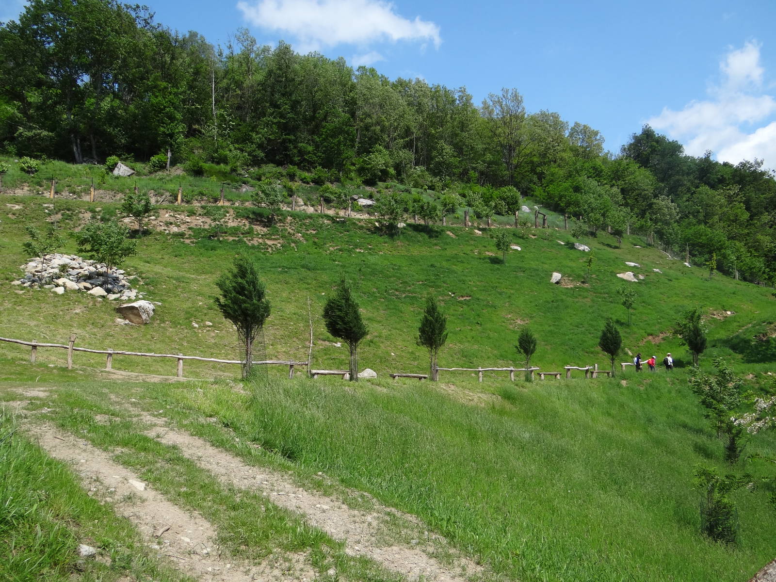 Caprid walkthrough exhibit (6 species)