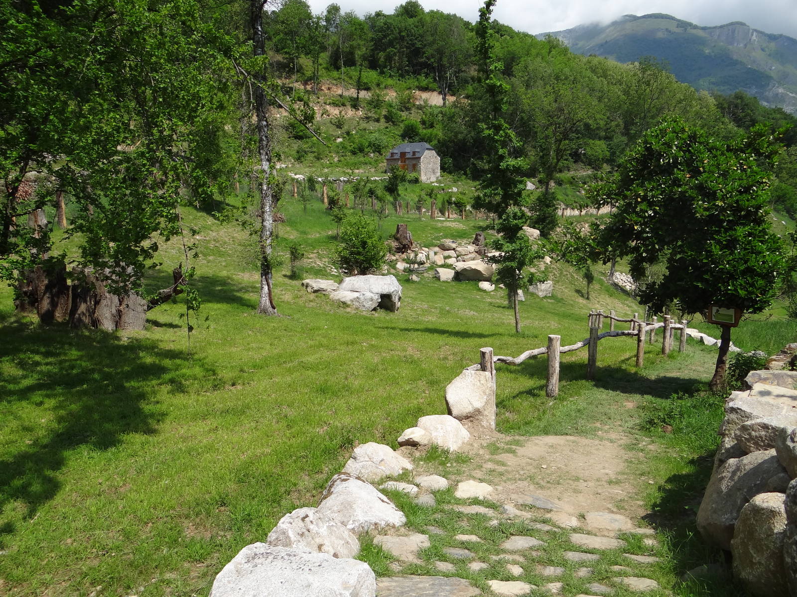 Caprid walkthrough exhibit (6 species)