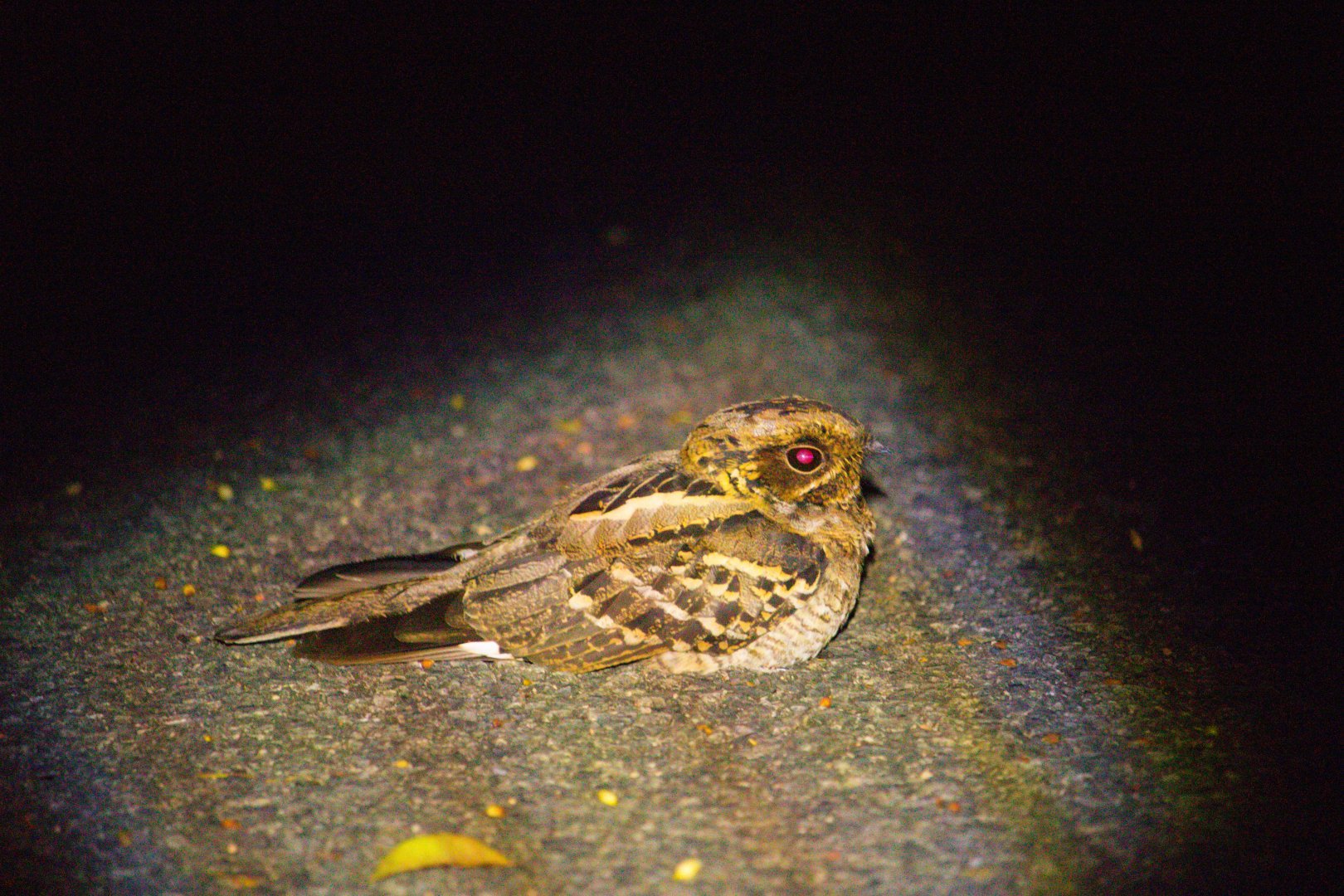 Caprimulgus macrurus / Large-tailed Nightjar
