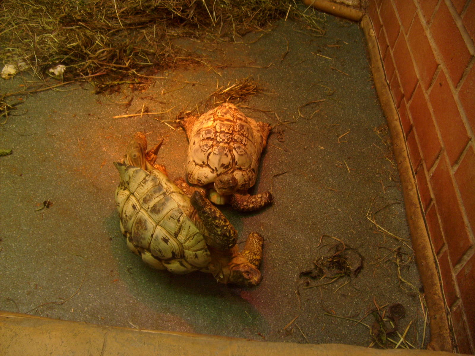 Capsized leopard tortoise
