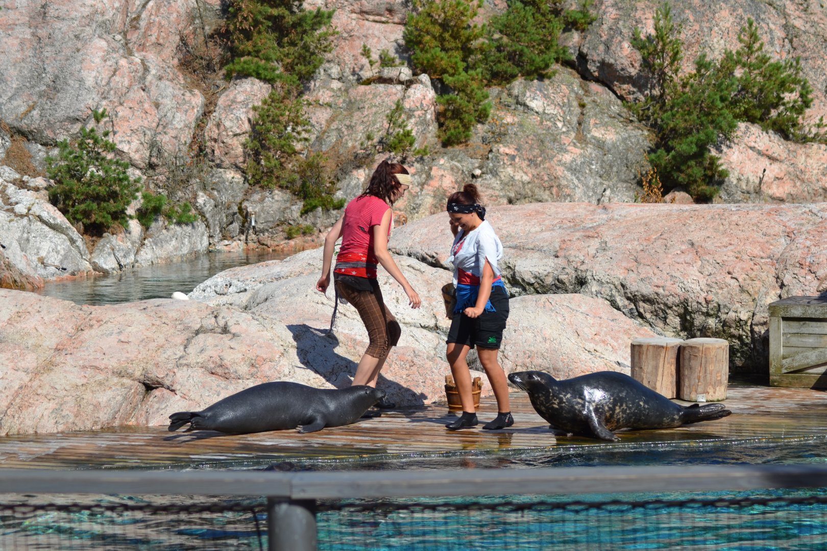 Captain Seasick's seal show in Kolmården - harbour and grey seal
