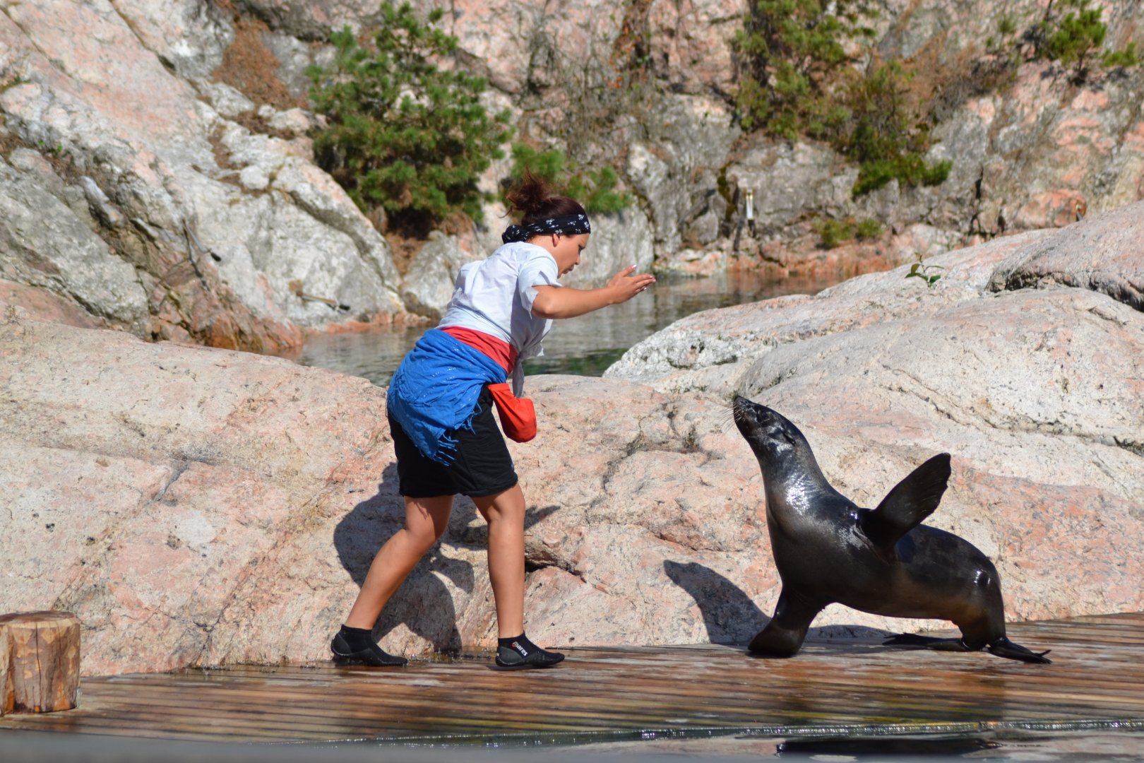 Captain Seasick's seal show in Kolmården - South African fur seal