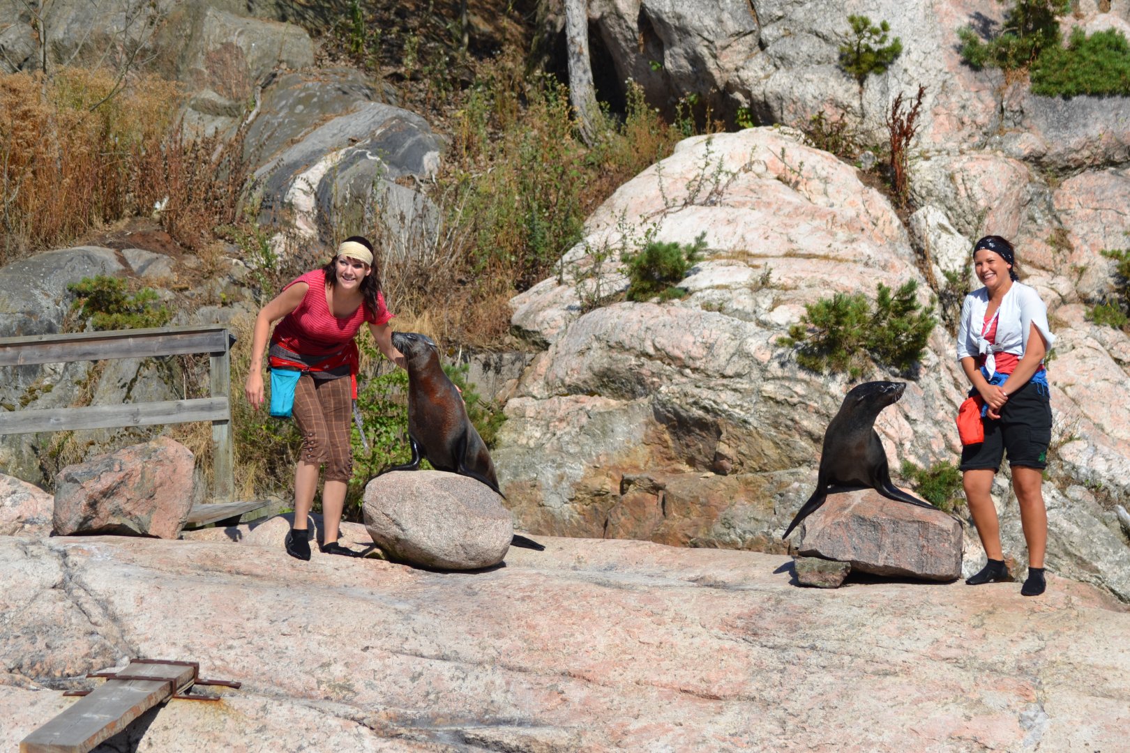 Captain Seasick's seal show in Kolmården - South African fur seals