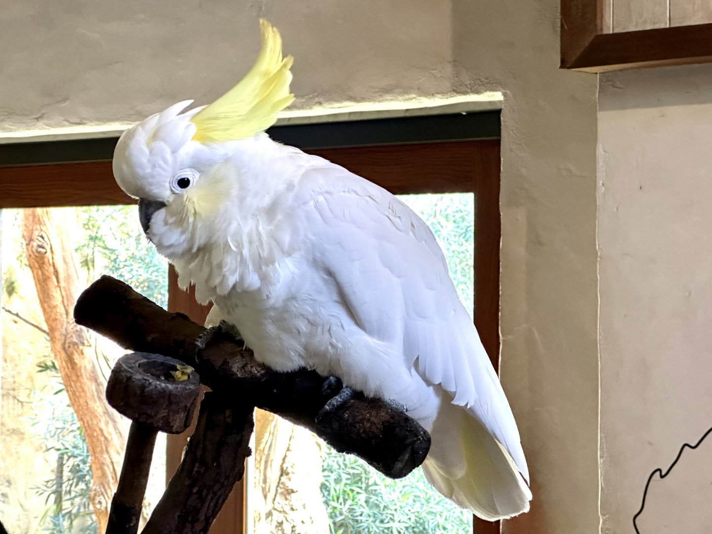 Captain (Sulfur-crested Cockatoo)