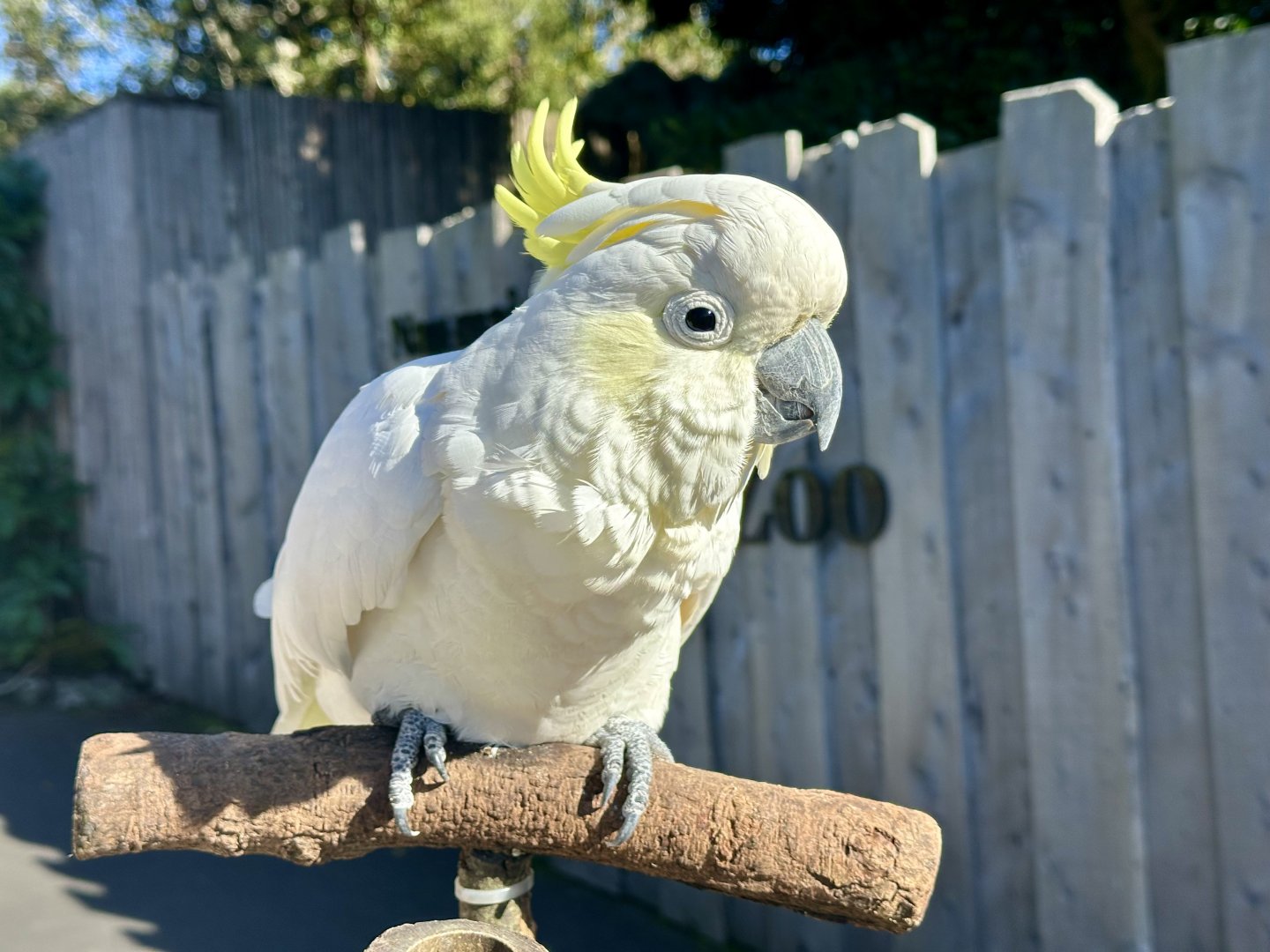 Captain (Sulphur-crested Cockatoo)