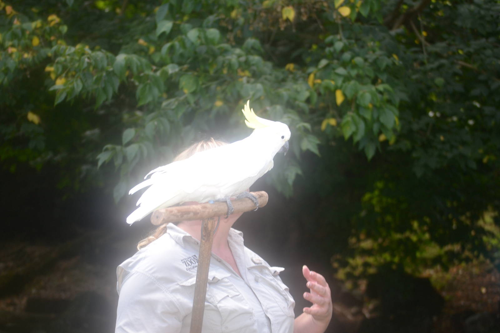 Captain the Cockatoo