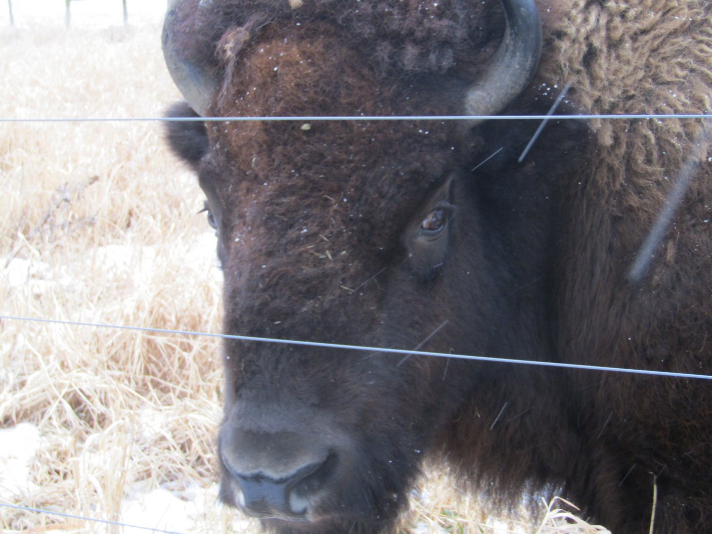 Captive American Bison