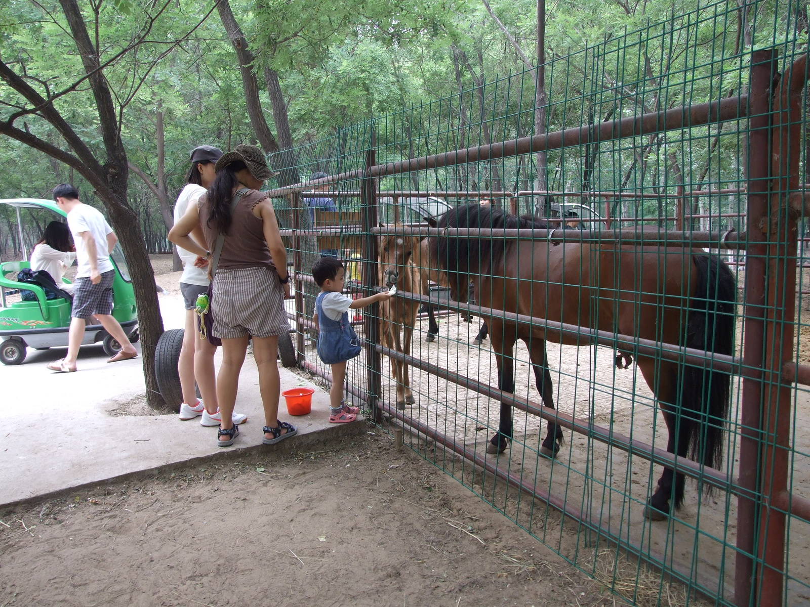 Captive animals in the self-driving zone