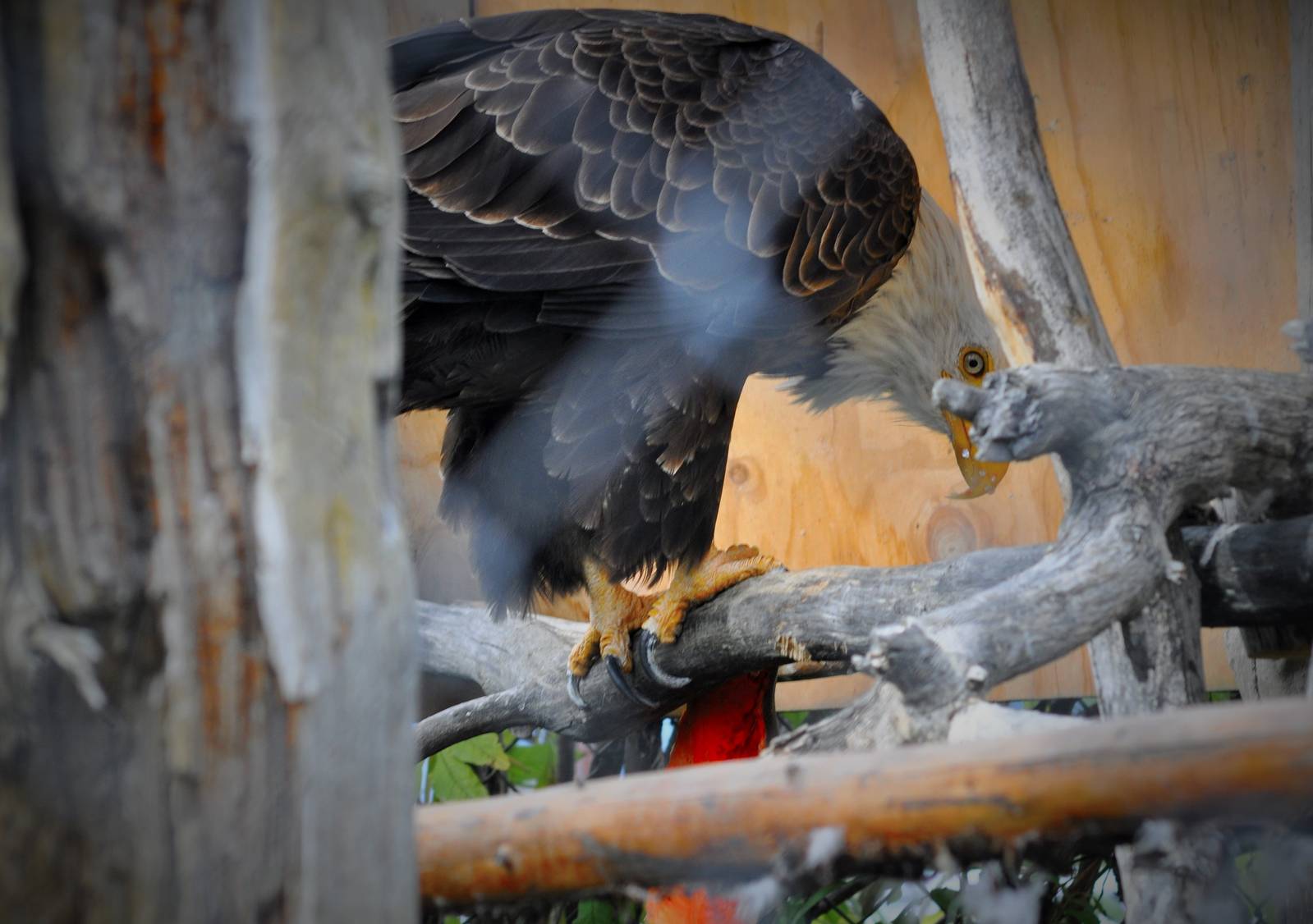 Captive Bald Eagle