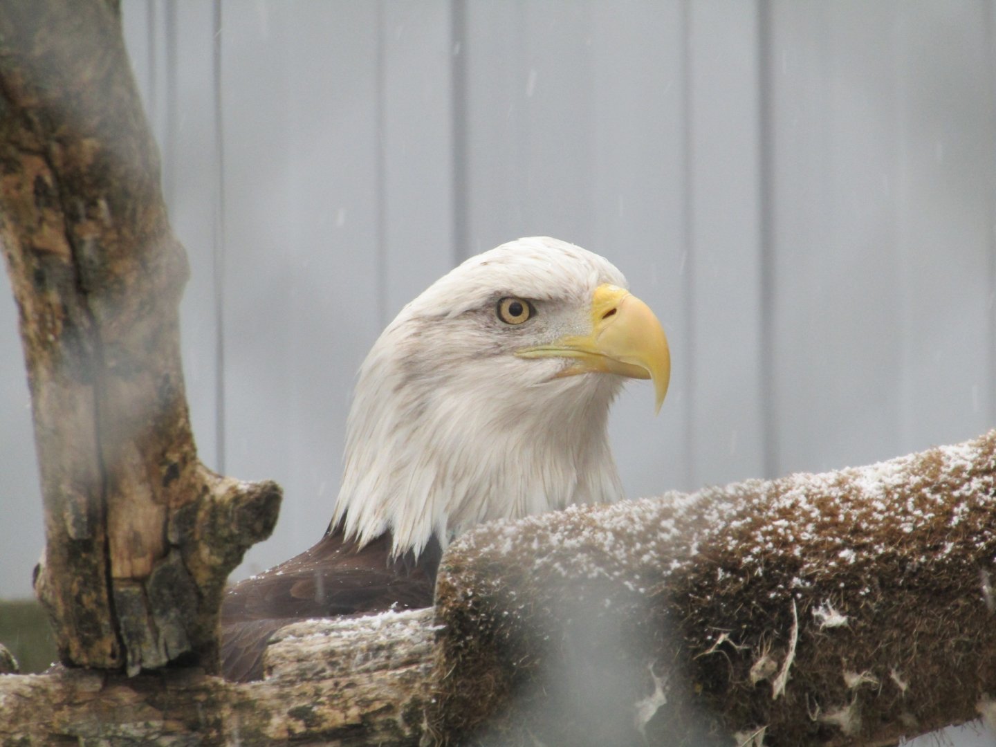 Captive Bald Eagle