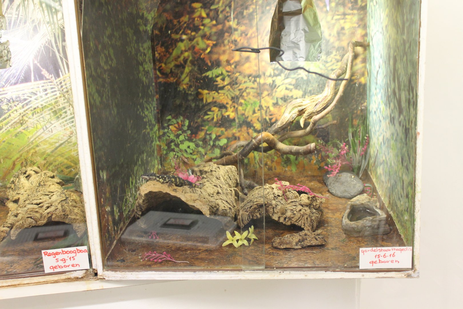 Captive-bred Warren's girdled-tailed lizard