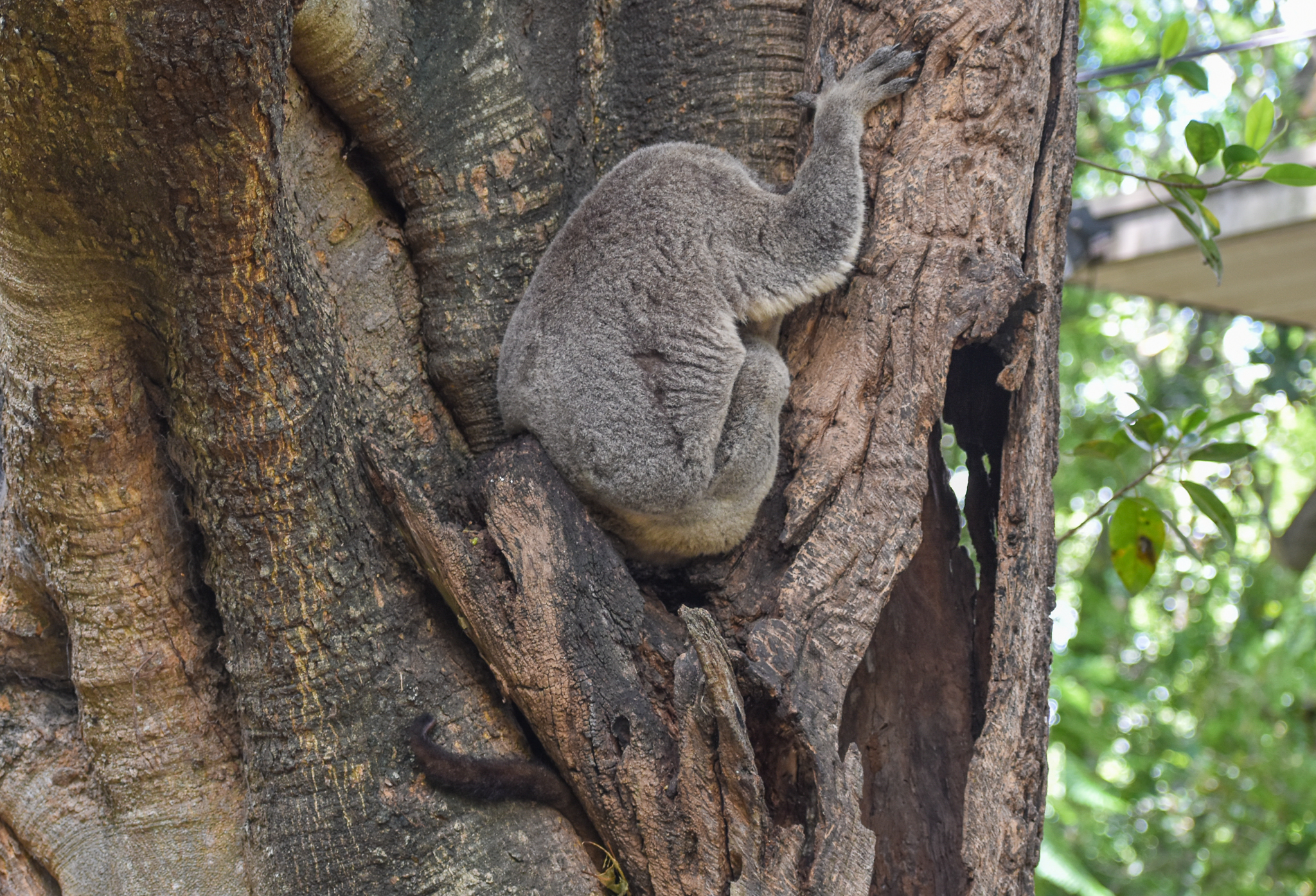 Captive Koala and Wild Possum